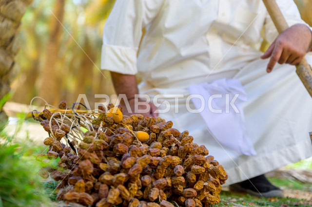 مزارع سعودي خليجي يقوم بحصاد و التقاط التمور باستخدام ادوات شعبية قديمة ، مهنة تراثية  ، الموسم الزراعي ، موسم جني محصول التمور في المناطق الزراعية ، مزارع النخيل المثمرة في المملكة العربية السعودية ، مزارع لانتاج التمور ، المناطق الزراعية للنخيل