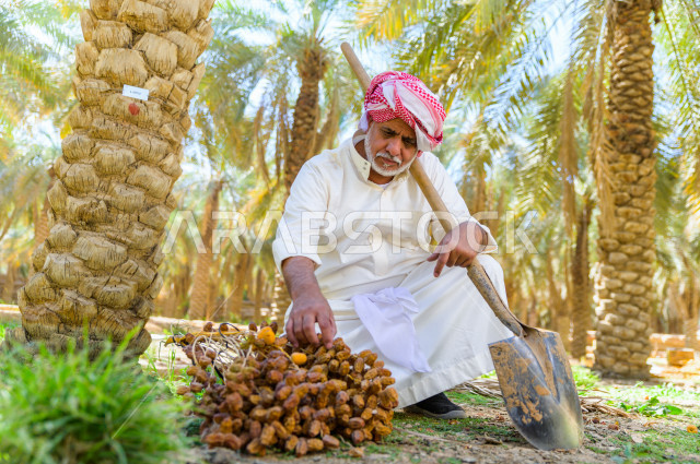 مزارع سعودي خليجي يقوم بحصاد و التقاط التمور باستخدام ادوات شعبية قديمة ، مهنة تراثية  ، الموسم الزراعي ، موسم جني محصول التمور في المناطق الزراعية ، مزارع النخيل المثمرة في المملكة العربية السعودية ، مزارع لانتاج التمور ، المناطق الزراعية للنخيل