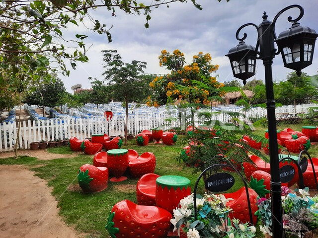 The ideal climate for fruit growth, red strawberry-shaped chairs, the most important tourist areas in Taif, an exceptional experience that combines the beauty of nature with the deliciousness of fresh fruit, a distinctive tourist destination to enjoy the picturesque nature, comfortable and quiet sessions in the Al-Hada area.