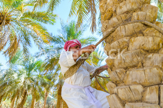 مزارع سعودي خليجي يقوم بحصاد و التقاط التمور باستخدام ادوات شعبية قديمة ،  متسلق إحدى النخلات مستخدما الجحشة ، التي تحافظ على سلامته من السقوط ، الموسم الزراعي ، موسم جني محصول التمور في المناطق الزراعية ، مزارع النخيل المثمرة في المملكة العربية السعودية 