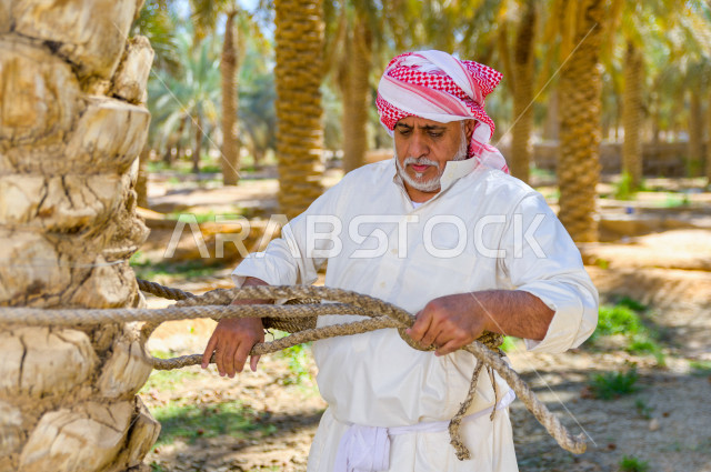 مزارع سعودي خليجي يقوم بحصاد و التقاط التمور باستخدام ادوات شعبية قديمة ،  متسلق إحدى النخلات مستخدما الجحشة ، التي تحافظ على سلامته من السقوط ، الموسم الزراعي ، موسم جني محصول التمور في المناطق الزراعية ، مزارع النخيل المثمرة في المملكة العربية السعودية 
