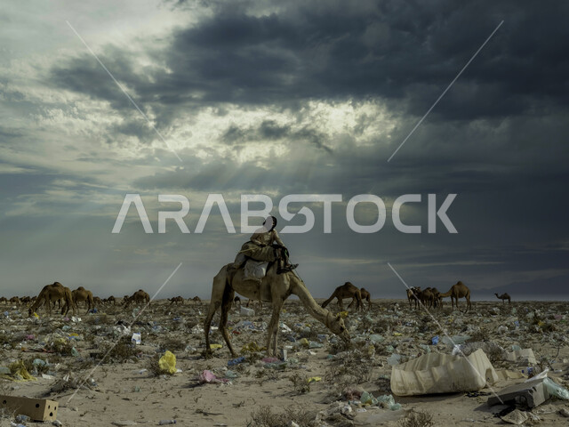 الاهتمام بالبيئة والمناطق الصحراوية, رجل عربي خليجي سعودي يمتطي حيوان الابل في إحدى الصحاري الملوثة, مجموعة من الجمال في المحميات الطبيعية, الاجواء الغائمة والسماء الملبدة بالسحب الداكنة