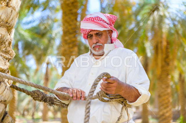 مزارع سعودي خليجي يقوم بحصاد و التقاط التمور باستخدام ادوات شعبية قديمة ،  متسلق إحدى النخلات مستخدما الجحشة ، التي تحافظ على سلامته من السقوط ، الموسم الزراعي ، موسم جني محصول التمور في المناطق الزراعية ، مزارع النخيل المثمرة في المملكة العربية السعودية 