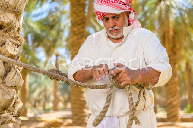 مزارع سعودي خليجي يقوم بحصاد و التقاط التمور باستخدام ادوات شعبية قديمة ،  متسلق إحدى النخلات مستخدما الجحشة ، التي تحافظ على سلامته من السقوط ، الموسم الزراعي ، موسم جني محصول التمور في المناطق الزراعية ، مزارع النخيل المثمرة في المملكة العربية السعودية 