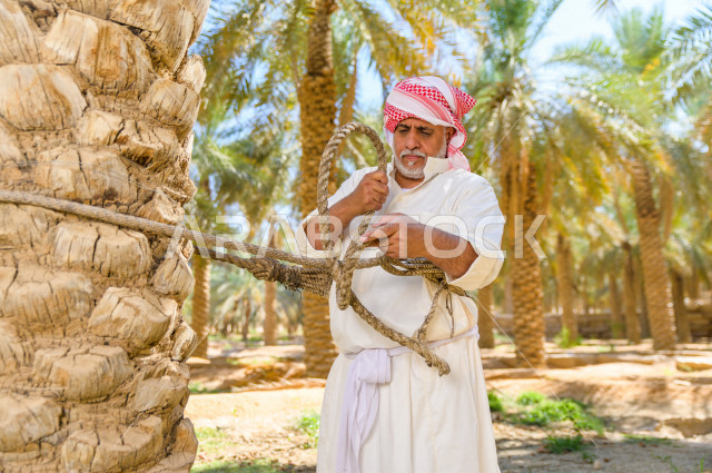 مزارع سعودي خليجي يقوم بحصاد و التقاط التمور باستخدام ادوات شعبية قديمة ،  متسلق إحدى النخلات مستخدما الجحشة ، التي تحافظ على سلامته من السقوط ، الموسم الزراعي ، موسم جني محصول التمور في المناطق الزراعية ، مزارع النخيل المثمرة في المملكة العربية السعودية 