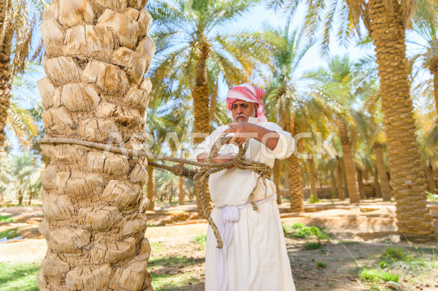 مزارع سعودي خليجي يقوم بحصاد و التقاط التمور باستخدام ادوات شعبية قديمة ،  متسلق إحدى النخلات مستخدما الجحشة ، التي تحافظ على سلامته من السقوط ، الموسم الزراعي ، موسم جني محصول التمور في المناطق الزراعية ، مزارع النخيل المثمرة في المملكة العربية السعودية 