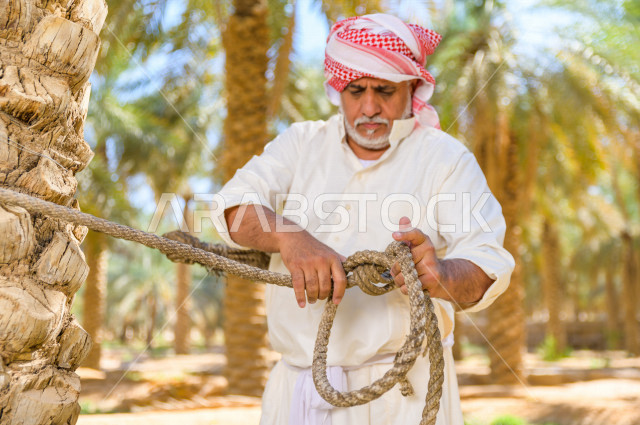 مزارع سعودي خليجي يقوم بحصاد و التقاط التمور باستخدام ادوات شعبية قديمة ،  متسلق إحدى النخلات مستخدما الجحشة ، التي تحافظ على سلامته من السقوط ، الموسم الزراعي ، موسم جني محصول التمور في المناطق الزراعية ، مزارع النخيل المثمرة في المملكة العربية السعودية 