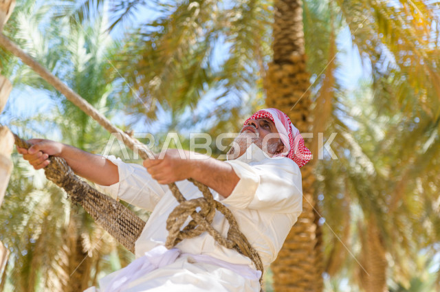 مزارع سعودي خليجي يقوم بحصاد و التقاط التمور باستخدام ادوات شعبية قديمة ،  متسلق إحدى النخلات مستخدما الجحشة ، التي تحافظ على سلامته من السقوط ، الموسم الزراعي ، موسم جني محصول التمور في المناطق الزراعية ، مزارع النخيل المثمرة في المملكة العربية السعودية 