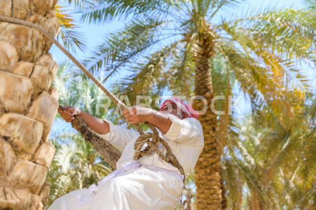 مزارع سعودي خليجي يقوم بحصاد و التقاط التمور باستخدام ادوات شعبية قديمة ،  متسلق إحدى النخلات مستخدما الجحشة ، التي تحافظ على سلامته من السقوط ، الموسم الزراعي ، موسم جني محصول التمور في المناطق الزراعية ، مزارع النخيل المثمرة في المملكة العربية السعودية 