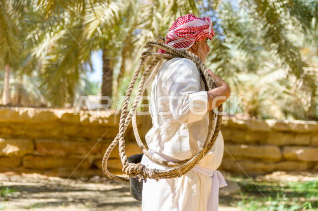 مزارع سعودي خليجي يقوم بحصاد و التقاط التمور باستخدام ادوات شعبية قديمة ،  متسلق إحدى النخلات مستخدما الجحشة ، التي تحافظ على سلامته من السقوط ، الموسم الزراعي ، موسم جني محصول التمور في المناطق الزراعية ، مزارع النخيل المثمرة في المملكة العربية السعودية 