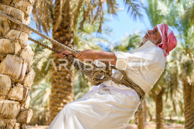 مزارع سعودي خليجي يقوم بحصاد و التقاط التمور باستخدام ادوات شعبية قديمة ،  متسلق إحدى النخلات مستخدما الجحشة ، التي تحافظ على سلامته من السقوط ، الموسم الزراعي ، موسم جني محصول التمور في المناطق الزراعية ، مزارع النخيل المثمرة في المملكة العربية السعودية 