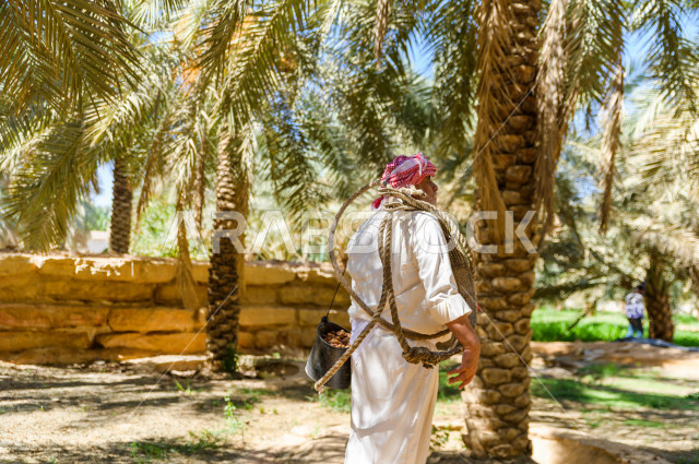 مزارع سعودي خليجي يقوم بحصاد و التقاط التمور باستخدام ادوات شعبية قديمة ،  متسلق إحدى النخلات مستخدما الجحشة ، التي تحافظ على سلامته من السقوط ، الموسم الزراعي ، موسم جني محصول التمور في المناطق الزراعية ، مزارع النخيل المثمرة في المملكة العربية السعودية 