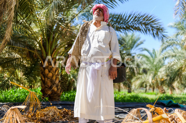 مزارع سعودي خليجي يقوم بحصاد و التقاط التمور باستخدام ادوات شعبية قديمة ،  متسلق إحدى النخلات مستخدما الجحشة ، التي تحافظ على سلامته من السقوط ، الموسم الزراعي ، موسم جني محصول التمور في المناطق الزراعية ، مزارع النخيل المثمرة في المملكة العربية السعودية 