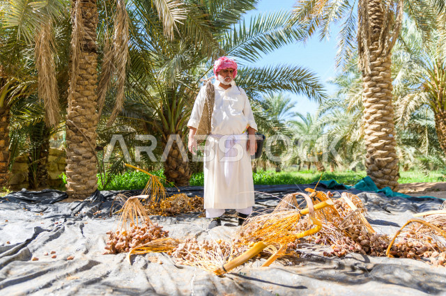 مزارع سعودي خليجي يقوم بحصاد و التقاط التمور، مهنة تراثية  ، الموسم الزراعي ، موسم جني محصول التمور في المناطق الزراعية ، مزارع النخيل المثمرة في المملكة العربية السعودية ، مزارع لانتاج التمور ، المناطق الزراعية للنخيل