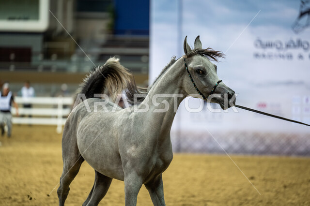 مهرجانات سباقات الخيل في ميدان الدوحة، كأس قطر الثالث للخيول العربية الأصيلة ، تدريب الأحصنة وترويضها ، رياضة الفروسية وأنشطة ترفيهية، حدث مهم لتطوير انتاج النوع الفريد من الفرس، مشاركة أفضل الملاك والمربين في المنافسات والتحديات الرياضية.