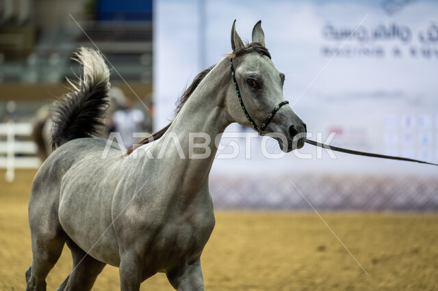مهرجان سباقات الخيل في ميدان الدوحة، كأس قطر الثالث للخيول العربية الأصيلة ، تدريب الأحصنة وترويضها ، رياضة الفروسية وأنشطة ترفيهية، حدث مهم لتطوير انتاج النوع الفريد من الفرس، مشاركة أفضل الملاك والمربين في المنافسات والتحديات الرياضية.