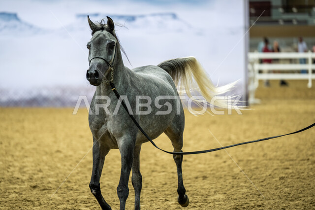 سباقات الخيل في ميدان الدوحة، رياضة الفروسية وأنشطة ترفيهية، صورة مقربة لفرس مزيج من اللونين الأبيض والأسود مروض، كأس قطر الثالث للخيول العربية الأصيلة، مشاركة أفضل الملاك والمربين في المنافسات والتحديات الرياضية.