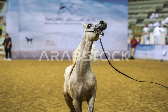 الكأس الثالث للخيول العربية الأصيلة في قطر، سباقات الخيل في ميدان الدوحة، رياضة الفروسية وأنشطة ترفيهية، صورة مقربة لفرس مزيج من اللونين الأبيض والأسود مروض، مشاركة أفضل الملاك والمربين في المنافسات والتحديات الرياضية.