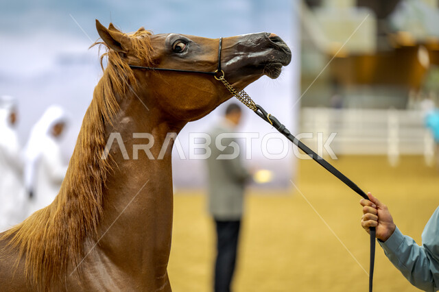 Equestrian sports and recreational activities, the third cup for purebred Arabian horses in Qatar, horse races in Doha Square, a close-up of a horseman’s hand taming a brown horse, the participation of the best owners and breeders in sports competitions and challenges