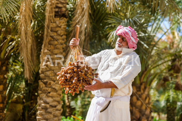 مزارع سعودي خليجي يقوم بحصاد و التقاط التمور، مهنة تراثية  ، الموسم الزراعي ، موسم جني محصول التمور في المناطق الزراعية ، مزارع النخيل المثمرة في المملكة العربية السعودية ، مزارع لانتاج التمور ، المناطق الزراعية للنخيل