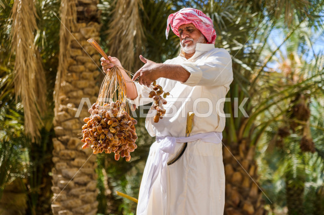 مزارع سعودي خليجي يقوم بحصاد و التقاط التمور، مهنة تراثية  ، الموسم الزراعي ، موسم جني محصول التمور في المناطق الزراعية ، مزارع النخيل المثمرة في المملكة العربية السعودية ، مزارع لانتاج التمور ، المناطق الزراعية للنخيل