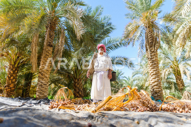 مزارع سعودي خليجي يقوم بحصاد و التقاط التمور، مهنة تراثية  ، الموسم الزراعي ، موسم جني محصول التمور في المناطق الزراعية ، مزارع النخيل المثمرة في المملكة العربية السعودية ، مزارع لانتاج التمور ، المناطق الزراعية للنخيل