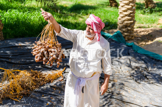 مزارع سعودي خليجي يقوم بحصاد و التقاط التمور، مهنة تراثية  ، الموسم الزراعي ، موسم جني محصول التمور في المناطق الزراعية ، مزارع النخيل المثمرة في المملكة العربية السعودية ، مزارع لانتاج التمور ، المناطق الزراعية للنخيل