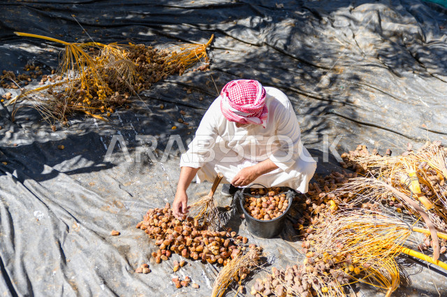 مزارع سعودي خليجي يقوم بحصاد و التقاط التمور، مهنة تراثية  ، الموسم الزراعي ، موسم جني محصول التمور في المناطق الزراعية ، مزارع النخيل المثمرة في المملكة العربية السعودية ، مزارع لانتاج التمور ، المناطق الزراعية للنخيل