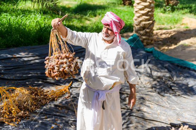 A Saudi Gulf farmer harvesting and picking dates, a traditional profession, the agricultural season, the date harvest season in agricultural areas, fruitful palm farms in the Kingdom of Saudi Arabia, farms for the production of dates, agricultural areas f