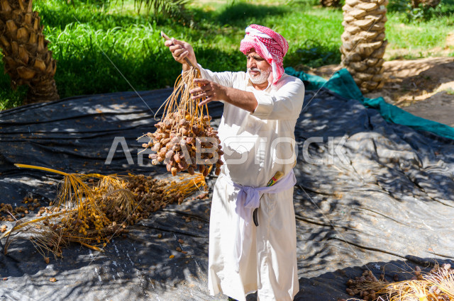 مزارع سعودي خليجي يقوم بحصاد و التقاط التمور، مهنة تراثية  ، الموسم الزراعي ، موسم جني محصول التمور في المناطق الزراعية ، مزارع النخيل المثمرة في المملكة العربية السعودية ، مزارع لانتاج التمور ، المناطق الزراعية للنخيل