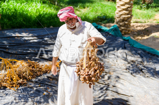 مزارع سعودي خليجي يقوم بحصاد و التقاط التمور، مهنة تراثية  ، الموسم الزراعي ، موسم جني محصول التمور في المناطق الزراعية ، مزارع النخيل المثمرة في المملكة العربية السعودية ، مزارع لانتاج التمور ، المناطق الزراعية للنخيل