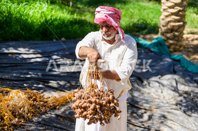 مزارع سعودي خليجي يقوم بحصاد و التقاط التمور، مهنة تراثية  ، الموسم الزراعي ، موسم جني محصول التمور في المناطق الزراعية ، مزارع النخيل المثمرة في المملكة العربية السعودية ، مزارع لانتاج التمور ، المناطق الزراعية للنخيل