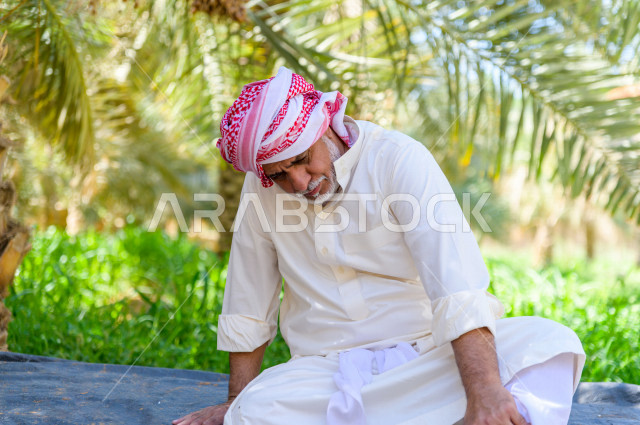 مزارع سعودي خليجي يقوم بحصاد و التقاط التمور، مهنة تراثية  ، الموسم الزراعي ، موسم جني محصول التمور في المناطق الزراعية ، مزارع النخيل المثمرة في المملكة العربية السعودية ، مزارع لانتاج التمور ، المناطق الزراعية للنخيل