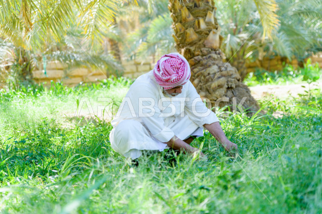 مزارع سعودي خليجي يقوم بحصاد و التقاط التمور، مهنة تراثية  ، الموسم الزراعي ، موسم جني محصول التمور في المناطق الزراعية ، مزارع النخيل المثمرة في المملكة العربية السعودية ، مزارع لانتاج التمور ، المناطق الزراعية للنخيل
