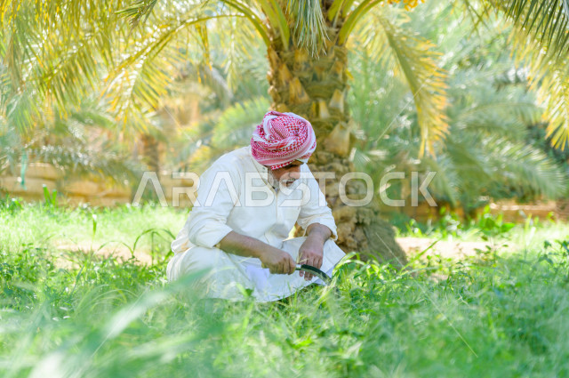 مزارع سعودي خليجي يقوم بحصاد و التقاط التمور، مهنة تراثية  ، الموسم الزراعي ، موسم جني محصول التمور في المناطق الزراعية ، مزارع النخيل المثمرة في المملكة العربية السعودية ، مزارع لانتاج التمور ، المناطق الزراعية للنخيل