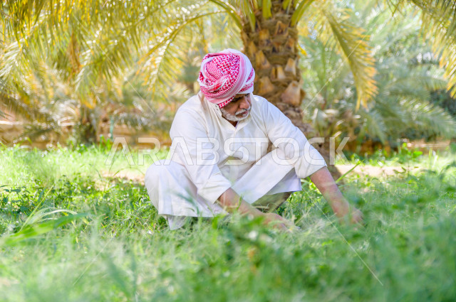 مزارع سعودي خليجي يقوم بحصاد و التقاط التمور، مهنة تراثية  ، الموسم الزراعي ، موسم جني محصول التمور في المناطق الزراعية ، مزارع النخيل المثمرة في المملكة العربية السعودية ، مزارع لانتاج التمور ، المناطق الزراعية للنخيل