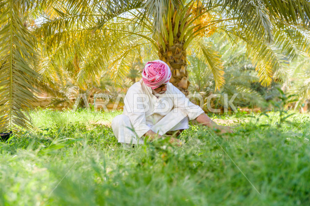 مزارع سعودي خليجي يقوم بحصاد و التقاط التمور، مهنة تراثية  ، الموسم الزراعي ، موسم جني محصول التمور في المناطق الزراعية ، مزارع النخيل المثمرة في المملكة العربية السعودية ، مزارع لانتاج التمور ، المناطق الزراعية للنخيل