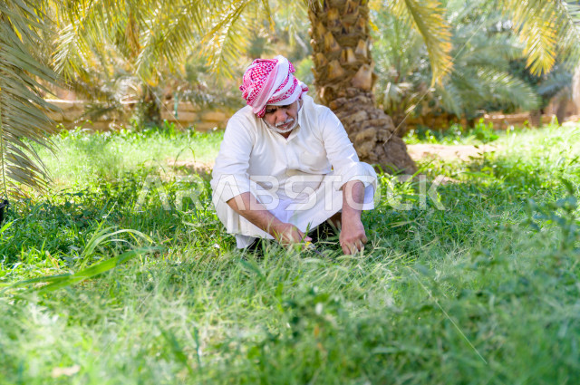 مزارع سعودي خليجي يقوم بحصاد و التقاط التمور، مهنة تراثية  ، الموسم الزراعي ، موسم جني محصول التمور في المناطق الزراعية ، مزارع النخيل المثمرة في المملكة العربية السعودية ، مزارع لانتاج التمور ، المناطق الزراعية للنخيل