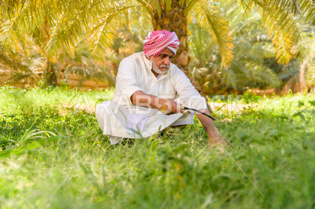 مزارع سعودي خليجي يقوم بحصاد و التقاط التمور، مهنة تراثية  ، الموسم الزراعي ، موسم جني محصول التمور في المناطق الزراعية ، مزارع النخيل المثمرة في المملكة العربية السعودية ، مزارع لانتاج التمور ، المناطق الزراعية للنخيل