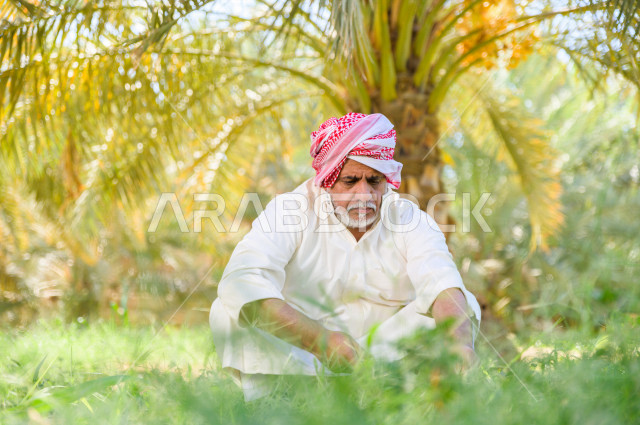 مزارع سعودي خليجي يقوم بحصاد و التقاط التمور، مهنة تراثية  ، الموسم الزراعي ، موسم جني محصول التمور في المناطق الزراعية ، مزارع النخيل المثمرة في المملكة العربية السعودية ، مزارع لانتاج التمور ، المناطق الزراعية للنخيل