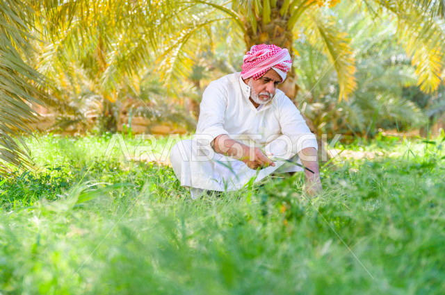 مزارع سعودي خليجي يقوم بحصاد و التقاط التمور، مهنة تراثية  ، الموسم الزراعي ، موسم جني محصول التمور في المناطق الزراعية ، مزارع النخيل المثمرة في المملكة العربية السعودية ، مزارع لانتاج التمور ، المناطق الزراعية للنخيل