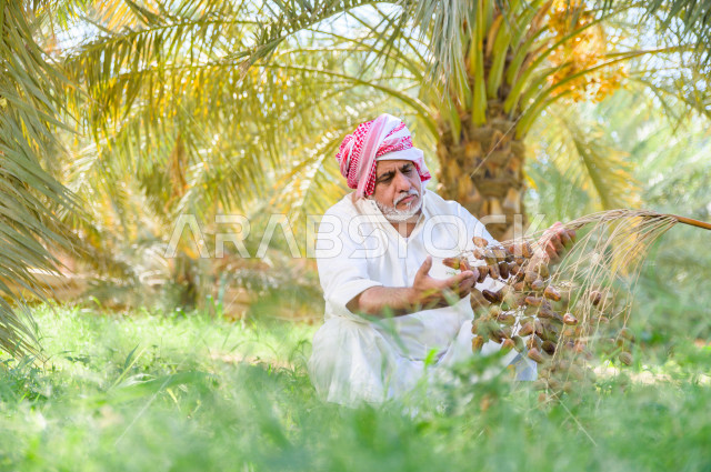 مزارع سعودي خليجي يقوم بحصاد و التقاط التمور، مهنة تراثية  ، الموسم الزراعي ، موسم جني محصول التمور في المناطق الزراعية ، مزارع النخيل المثمرة في المملكة العربية السعودية ، مزارع لانتاج التمور ، المناطق الزراعية للنخيل