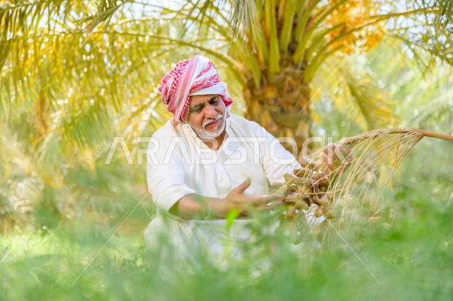 مزارع سعودي خليجي يقوم بحصاد و التقاط التمور، مهنة تراثية  ، الموسم الزراعي ، موسم جني محصول التمور في المناطق الزراعية ، مزارع النخيل المثمرة في المملكة العربية السعودية ، مزارع لانتاج التمور ، المناطق الزراعية للنخيل