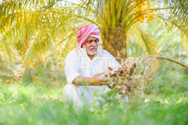 مزارع سعودي خليجي يقوم بحصاد و التقاط التمور، مهنة تراثية  ، الموسم الزراعي ، موسم جني محصول التمور في المناطق الزراعية ، مزارع النخيل المثمرة في المملكة العربية السعودية ، مزارع لانتاج التمور ، المناطق الزراعية للنخيل