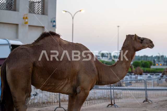 أهم المعالم السياحية والتراثية والأسواق في دولة قطر, بيع الجمال في وسط سوق واقف في العاصمة القطرية في الدوحة, صورة مقربة لجمل يقف في إحدى الأسواق التجارية لبيع الابل