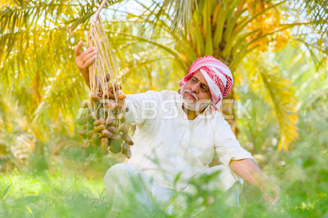 مزارع سعودي خليجي يقوم بحصاد و التقاط التمور، مهنة تراثية  ، الموسم الزراعي ، موسم جني محصول التمور في المناطق الزراعية ، مزارع النخيل المثمرة في المملكة العربية السعودية ، مزارع لانتاج التمور ، المناطق الزراعية للنخيل
