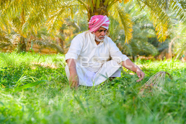 مزارع سعودي خليجي يقوم بحصاد و التقاط التمور، مهنة تراثية  ، الموسم الزراعي ، موسم جني محصول التمور في المناطق الزراعية ، مزارع النخيل المثمرة في المملكة العربية السعودية ، مزارع لانتاج التمور ، المناطق الزراعية للنخيل