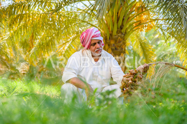 A Saudi Gulf farmer harvesting and picking dates, a traditional profession, the agricultural season, the date harvest season in agricultural areas, fruitful palm farms in the Kingdom of Saudi Arabia, farms for the production of dates, agricultural areas f