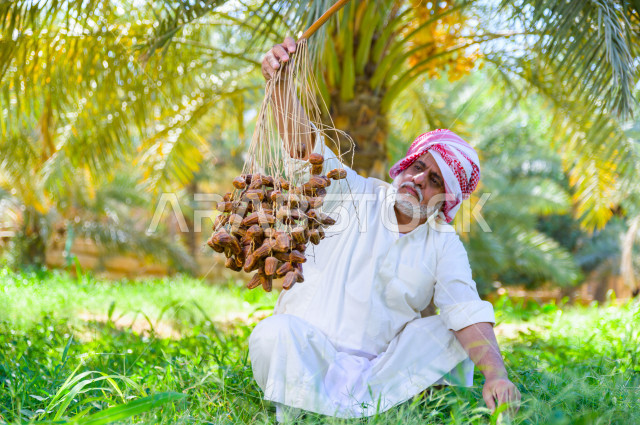 مزارع سعودي خليجي يقوم بحصاد و التقاط التمور، مهنة تراثية  ، الموسم الزراعي ، موسم جني محصول التمور في المناطق الزراعية ، مزارع النخيل المثمرة في المملكة العربية السعودية ، مزارع لانتاج التمور ، المناطق الزراعية للنخيل