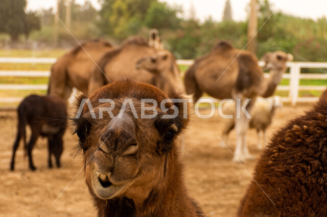 وسائل نقل قديمة في البادية، صورة مقربة لوجه جمل في احد المحميات البرية في مكة، قطيع من الإبل يتنقل في الحظيرة في وضع النهار، مزارع لتربية الحيوانات والمواشي في المملكة، الطبيعة الخضراء في السعودية .
